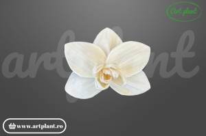 Cap orhidee old sola 10 cm model clasic cu petale largi, floare decorativă tropicală din lemn de sola
