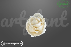 Cap trandafir sola deschis 6 cm cu petale larg desfăcute, floare decorativă albă din lemn de sola