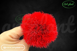 Cheers Dianthus Rosu Red02