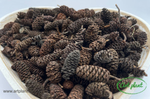 Conuri eger indiai natural