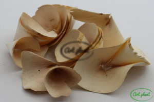 Conuri lemn natur 5 cm