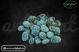 Conuri meridianum turquoise