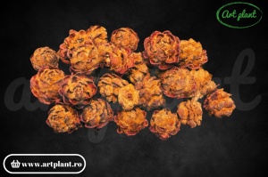 Conuri Pubescens Orange