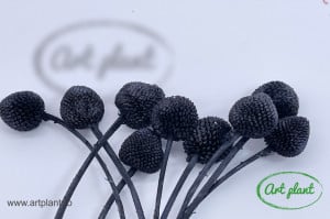 Craspedia criogenata black