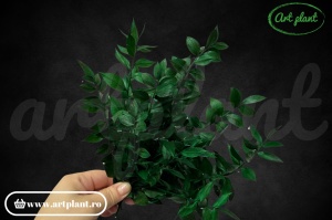 Crenguţe de ruscus verde