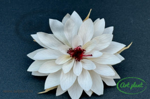 Dalia Criogenata Alb-Crem Whi04