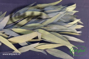 Eucalipt Globus Verde - Img 2
