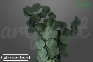 Eucalipt Populus Verde stabilizat, buchet 90-100g, verde natural pentru aranjamente florale și buchete de mireasă