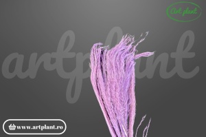 Feather grass lila