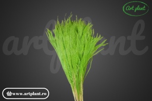 Feather grass verde