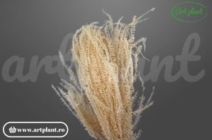Feriga pteridium crem