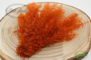 Feriga sertularia orange - Img 1