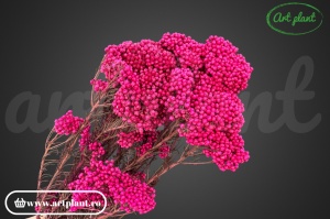 Floare de Orez Criogenata Fuchsia - Img 2