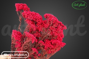 Floare de Orez Criogenata Red - Img 2