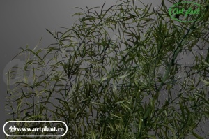 Foxtail Green - Img 2