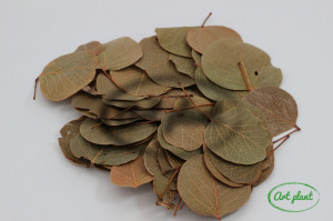 Frunze Moneta Verde Natural