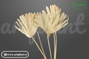 Frunze palmier soare natur mini