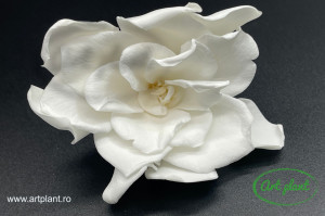 Gardenia Criogenata Alb