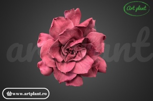 Gardenia Criogenata Cranberry