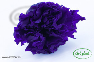 Garoafa criogenata purple - Img 2