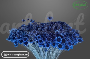 Glixia uscată albastru indigo - plantă decorativă