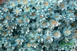 Glixia Blue Turquoise - Img 2