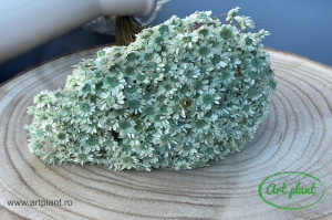 Glixia Turquoise