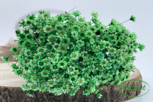Glixia Verde