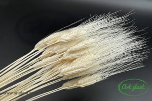 Grau Spic Lung Alb / Crem