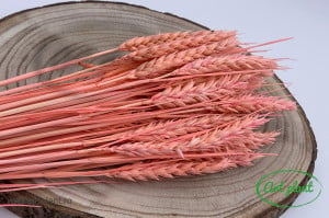 Grau triticum roz