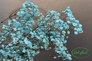 Gypsophila Criogenată Baby Blue
