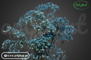 Gypsophila Criogenată Blue - Img 3