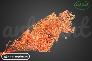 Gypsophila Criogenată Rainbow Pink - Img 2