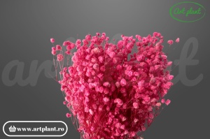 Gypsophila Roz Închis