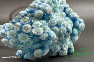 Helichrysum Italian Blue Turchese