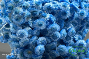 Helichrysum Italian Blu