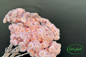 Helichrysum Italian Light Pink - Img 1