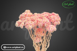 Helichrysum italian roz deschis - Img 3