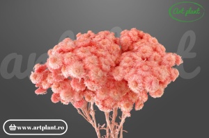 Helichrysum italian roz somon
