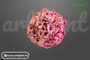 Hortensia Stabilizată Fuchsia Antique