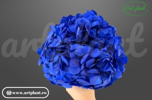Hortensie Criogenata Albastru Blu03 XL