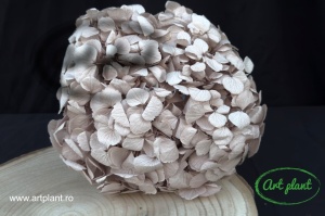 Hortensie Criogenata Hazelnut Premium