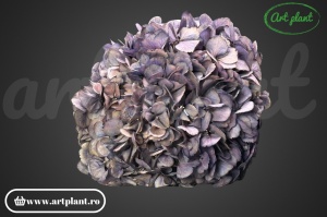 Hortensie Criogenata Mov Bic Vio04 XL - Img 3