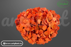 Hortensie Criogenata Portocaliu inchis Ora01 XL