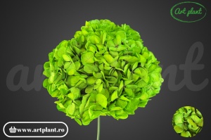 Hortensie Criogenata Verde Gre01 XL