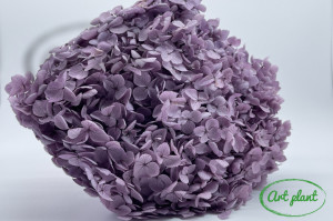 Hortensie Lavander