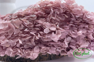 Hortensie Light Mauve
