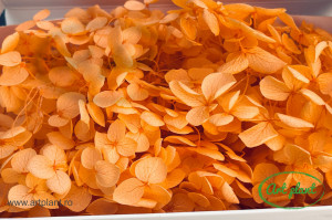 Hortensie Orange - Img 1