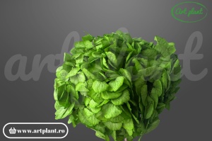 Hortensie stabilizata Verde