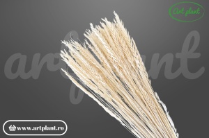 Iarbă decorativă uscată alb natur